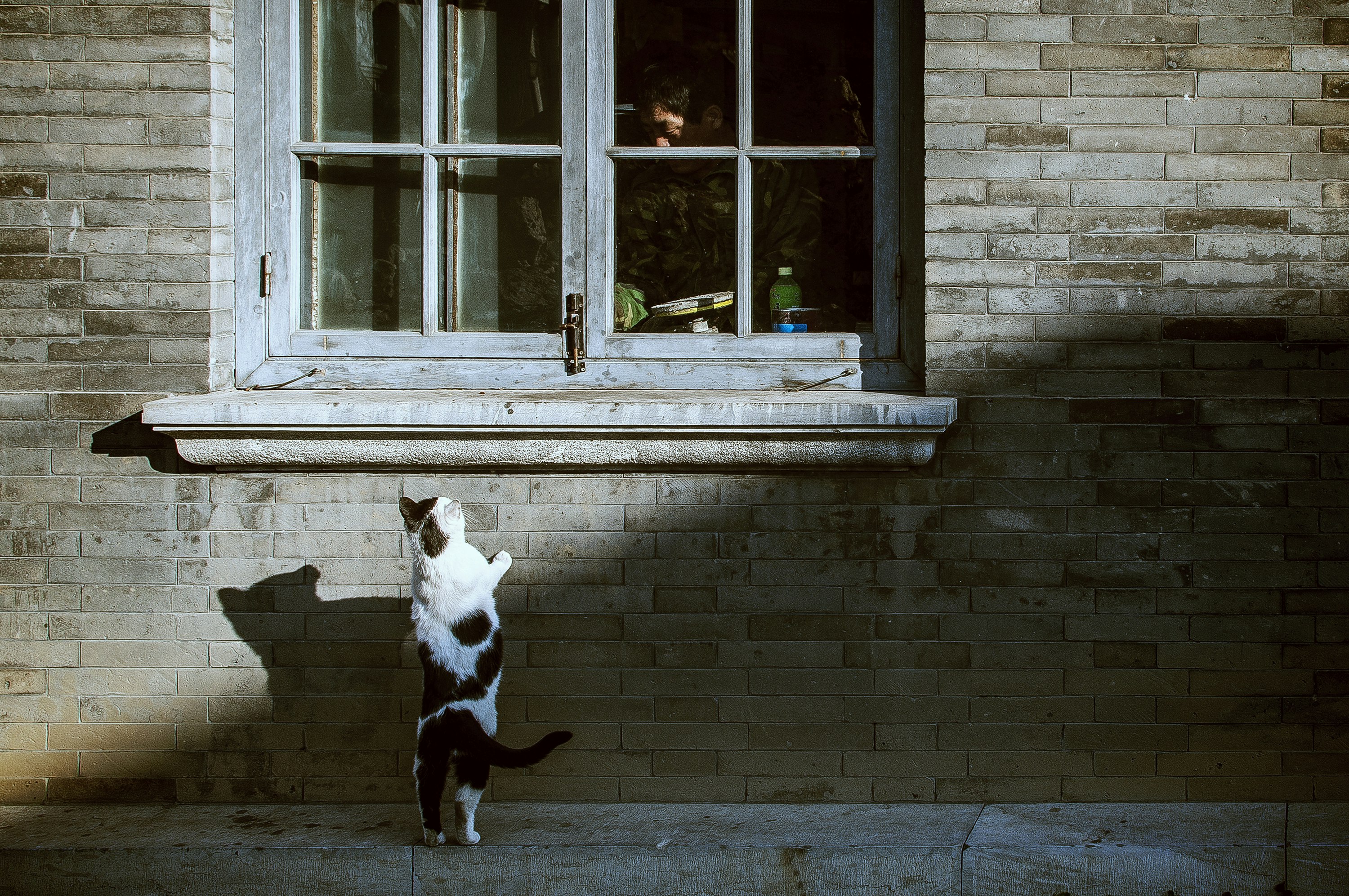 black and white trying to climb the window